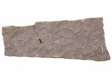 Ordovician Trilobite Mortality Plate (Pos/Neg) - Morocco #218667-2